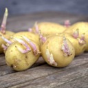 Potatoes may increase risk for birth defects 