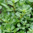 Purslane: the wild super food you should be eating