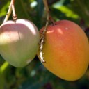 Mango fruit improves blood sugar balance 