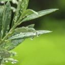Olive leaf lowers blood pressure 
