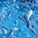 Gut bacterial overgrowth linked to heart disease 
