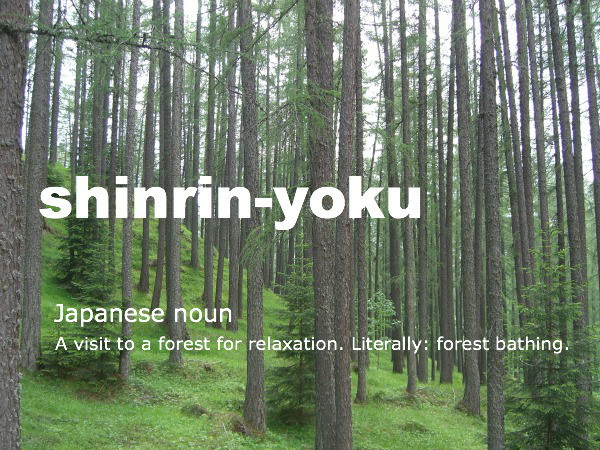 Shinrin-yoku forest bathing 